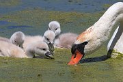 IMG_4791-c1-alt-web * Mute Swan and cygnets; McHenry Dam. * Mute Swan and cygnets; McHenry Dam.