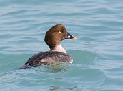 IMG_5323-web * Common Goldeneye (female); Oak St Beach, Chicago. * Common Goldeneye (female); Oak St Beach, Chicago.