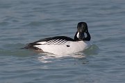 IMG_5485-web * Common Goldeneye (male); Montrose Harbor, Chicago. * Common Goldeneye (male); Montrose Harbor, Chicago.