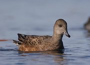 IMG_6268-web * ASCII * ASCII