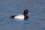 IMG_8275-acr-web * Lesser Scaup (male); Lincoln Park North Pond, Chicago. * Lesser Scaup (male); Lincoln Park North Pond, Chicago.