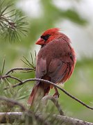 IMG_4232-web * Northern Cardinal (male); Montrose. * Northern Cardinal (male); Montrose.