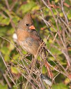 IMG_4588-web * Northern Cardinal (female); Montrose. * Northern Cardinal (female); Montrose.