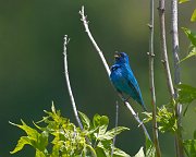 IMG_4876-c1-hdr3-web * Indigo Bunting; McHenry Dam. * Indigo Bunting; McHenry Dam.