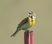 IMG_5689-alt3-web * Dickcissel; Midewin Tallgrass Prairie. * Dickcissel; Midewin Tallgrass Prairie.