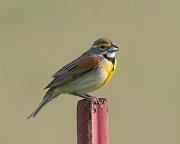 IMG_5691-web * Dickcissel; Midewin Tallgrass Prairie. * Dickcissel; Midewin Tallgrass Prairie.