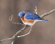 IMG_2201-c1-web * Eastern Bluebird; Morton Arboretum * Eastern Bluebird; Morton Arboretum