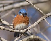 IMG_3049-web * Eastern Bluebird; Morton Arboretum * Eastern Bluebird; Morton Arboretum