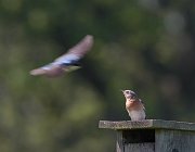 IMG_6044-c1-web * Eastern Bluebird; Rollins Savanna * Eastern Bluebird; Rollins Savanna