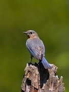 IMG_7093-c1-web * Eastern Bluebird; Plum Creek * Eastern Bluebird; Plum Creek