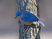IMG_7703_alt3-web * Eastern Bluebird; Plum Creek * Eastern Bluebird; Plum Creek
