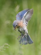 IMG_7987-web * Eastern Bluebird (female) * Eastern Bluebird (female)