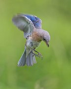 IMG_8009-web * Eastern Bluebird (female) * Eastern Bluebird (female)
