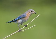IMG_8031-web * Eastern Bluebird (female) * Eastern Bluebird (female)