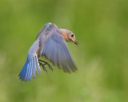 IMG_8042-web * Eastern Bluebird (female) * Eastern Bluebird (female)