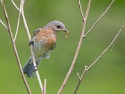 IMG_8076-web * Eastern Bluebird (female) * Eastern Bluebird (female)