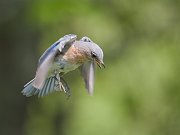 IMG_8087-web * Eastern Bluebird (female) * Eastern Bluebird (female)