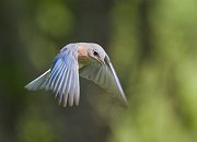 IMG_8092-web * Eastern Bluebird (female) * Eastern Bluebird (female)
