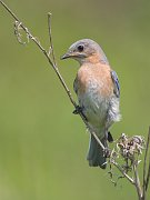 IMG_8108-web * Eastern Bluebird (female) * Eastern Bluebird (female)