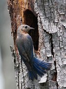 IMG_8463-c1-web * Eastern Bluebird; Plum Creek * Eastern Bluebird; Plum Creek