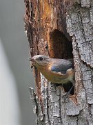 IMG_8507-c1-web * Eastern Bluebird; Plum Creek * Eastern Bluebird; Plum Creek