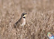 Horned_Lark