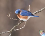 thrushes-bluebirds-larks