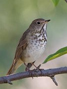 IMG_4584-web * Hermit Thrush; Montrose. * Hermit Thrush; Montrose.