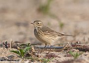IMG_6907-web * American Pipit * American Pipit