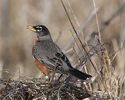 IMG_7396_alt-web * American Robin; Montrose Point Sanctuary. * American Robin; Montrose Point Sanctuary.