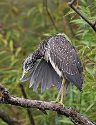IMG_0259pp * Black-crowned Night Heron (juvenile); Lincoln Park North Pond. * Black-crowned Night Heron (juvenile); Lincoln Park North Pond.