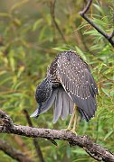 IMG_0272pp * Black-crowned Night Heron (juvenile); Lincoln Park North Pond. * Black-crowned Night Heron (juvenile); Lincoln Park North Pond.