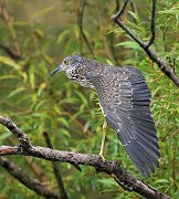 IMG_0291pp * Black-crowned Night Heron (juvenile); Lincoln Park North Pond. * Black-crowned Night Heron (juvenile); Lincoln Park North Pond.