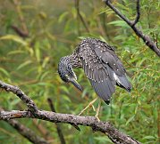 IMG_0308_alt-web * Black-crowned Night Heron (juvenile); Lincoln Park North Pond. * Black-crowned Night Heron (juvenile); Lincoln Park North Pond.