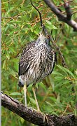 IMG_0319_alt-pp * Black-crowned Night Heron (juvenile); Lincoln Park North Pond. * Black-crowned Night Heron (juvenile); Lincoln Park North Pond.
