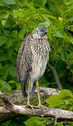 IMG_0381pp * Black-crowned Night Heron (juvenile); Lincoln Park North Pond. * Black-crowned Night Heron (juvenile); Lincoln Park North Pond.