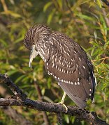 IMG_1200-web * Black-crowned Night Heron (juvenile); Lincoln Park North Pond. * Black-crowned Night Heron (juvenile); Lincoln Park North Pond.