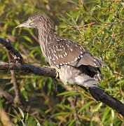 IMG_1219-web * Black-crowned Night Heron (juvenile); Lincoln Park North Pond. * Black-crowned Night Heron (juvenile); Lincoln Park North Pond.