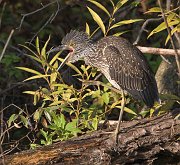 IMG_1239-web * Black-crowned Night Heron (juvenile); Lincoln Park North Pond. * Black-crowned Night Heron (juvenile); Lincoln Park North Pond.
