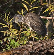 IMG_1242-web * Black-crowned Night Heron (juvenile); Lincoln Park North Pond. * Black-crowned Night Heron (juvenile); Lincoln Park North Pond.