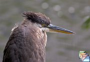 Blue_Heron