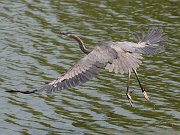 IMG_3348-alt-web * Great Blue Heron (juvenile); Lincoln Park North Pond. * Great Blue Heron (juvenile); Lincoln Park North Pond.