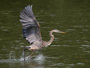 IMG_3357-web * Great Blue Heron (juvenile); Lincoln Park North Pond. * Great Blue Heron (juvenile); Lincoln Park North Pond.