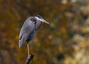 IMG_5398-c1-web * Great Blue Heron; Fermilab. * Great Blue Heron; Fermilab.