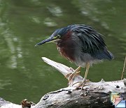 Green_Heron