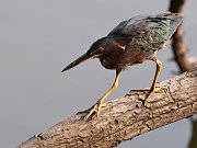 IMG_0505_alt-web * Green Heron; Lincoln Park North Pond. * Green Heron; Lincoln Park North Pond.