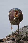 IMG_3153-web * Green Heron; Lincoln Park North Pond. * Green Heron; Lincoln Park North Pond.
