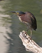 IMG_3206-web * Green Heron; Lincoln Park North Pond. * Green Heron; Lincoln Park North Pond.
