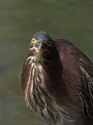 IMG_3207_cs2-web * Green Heron; Lincoln Park North Pond. * Green Heron; Lincoln Park North Pond.