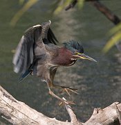 IMG_3215-web * Green Heron; Lincoln Park North Pond. * Green Heron; Lincoln Park North Pond.